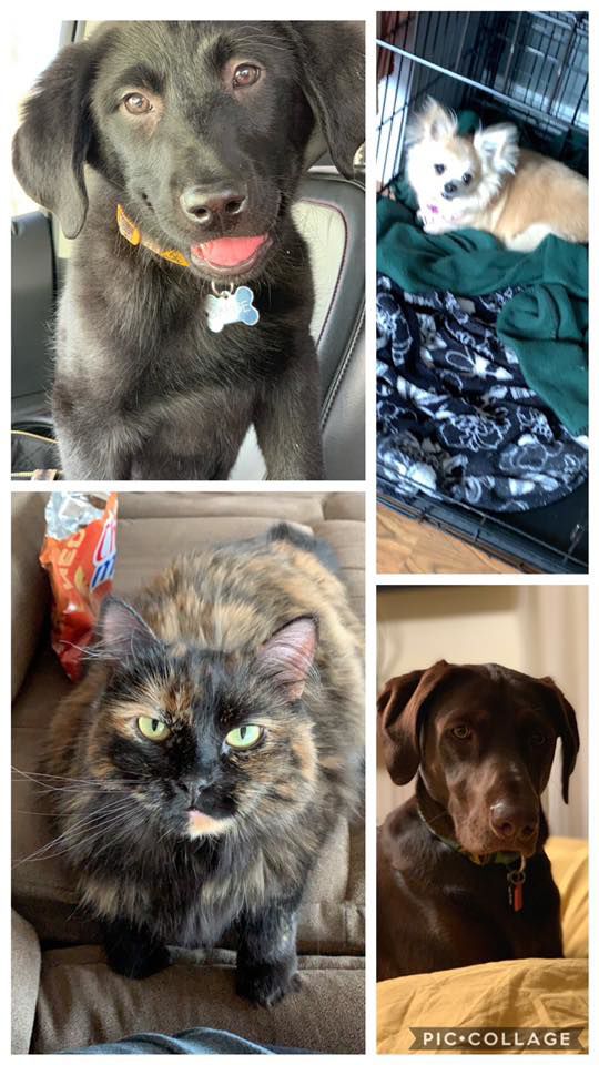 Sarge Emma Bella Priscilla - Krystal Schaller.jpg